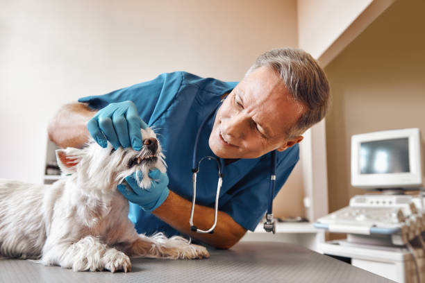 Best Pediatric Emergency Dentist in Altoona, PA